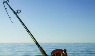 鳡鱼和翘嘴哪个好吃（翘嘴和鲥鱼）