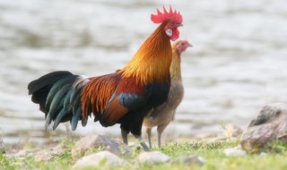 关于鸡的俗语鸡扒命（形容扒鸡的句子）