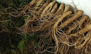 小人参的功效与作用及食用方法（小人参的功效与作用百度百科）