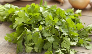 香菜什么时候种植 香菜什么时候种植最好 发芽