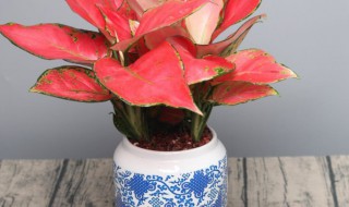 吉利红的风水禁忌及寓意讲究（吉利红摆放风水）