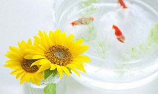 养三条鱼吉利吗 家里养三条鱼吉利吗