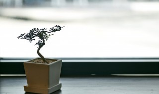 自己种植盆栽种什么好（自己种的盆栽）