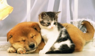 宠物驱虫怎么办 宠物驱虫自己在家怎么驱虫