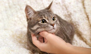 自制颗粒猫粮简单（自制颗粒猫粮简单做法）