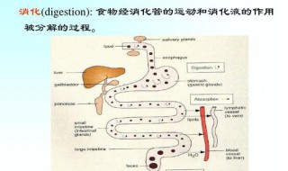 消化管共同具有的运动形式是