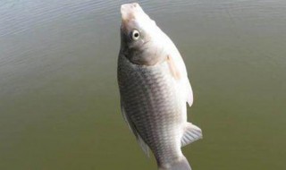 鱼竿掉漆用什么修补 鱼竿掉漆用什么修补最好