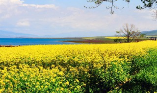 电脑屏保进不了桌面（电脑屏保进不了桌面了）