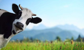 迷你世界奶牛怎么产奶（迷你世界奶牛怎么养）