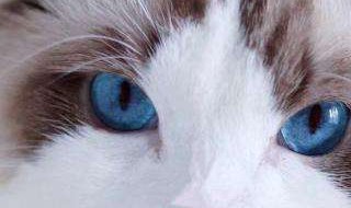 布偶海双属于什么系的猫（海双布偶猫和重点布偶有什么区别）