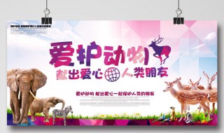 野生动物我们怎么保护它们（我们应该怎样保护野生动物呢）