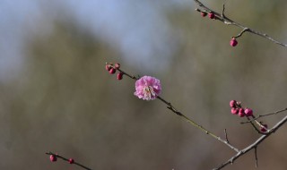 梅花修剪时间和方法 梅花修剪时间