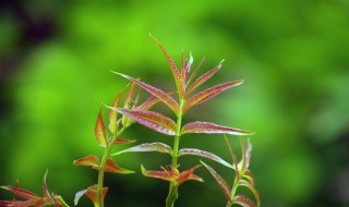 香椿能不能放到冰箱 香椿能不能放到冰箱里