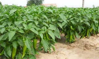 种蔬菜的过程 种蔬菜的过程中有哪些