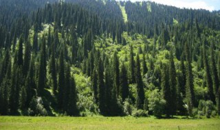 什么树驱蚊 驱蚊绿植排名第一名