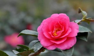 茶花嫁接砧木有几种（茶花嫁接砧木有几种品种）