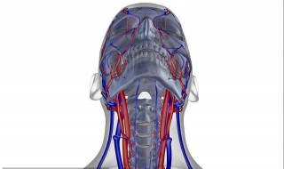 颈动脉的部位在哪里气管旁 颈动脉的部位在哪里