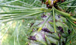 松塔养花做法（松塔养花做法大全）