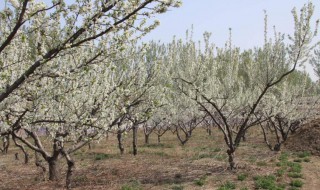 梨树花期可以浇水吗 梨树花期能不能浇水