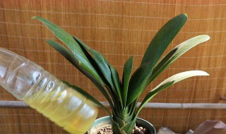 阿司匹林养兰花怎么用 阿司匹林种兰花有效果吗