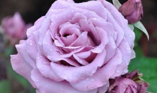 养花的基本知识 十大养不死的花