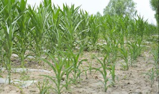 7月份种什么农作物 7月份种什么农作物好