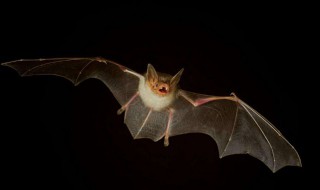 关于蝙蝠有哪些病毒 关于蝙蝠有哪些病毒感染