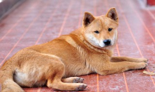 宠物推子能理发吗（宠物推子能理发吗视频）