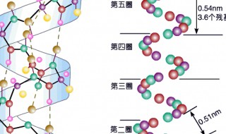 蛋白质是由什么组成的（蛋白质的作用和功效）