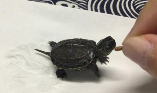 如何挑选一只乌龟 如何挑选一只乌龟幼崽
