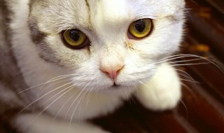 猫的眼睛是什么颜色（猫的特征和特点）