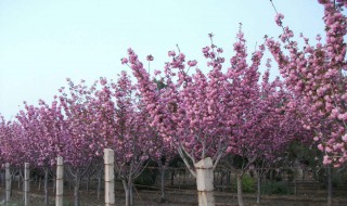 樱树怎么嫁接 樱树怎么嫁接成活率高