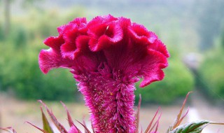 雪见草怎么吃好 雪见草泡水喝行吗