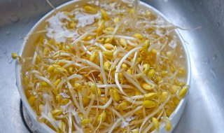 怎么泡豆芽呀（自己泡豆芽怎么泡）