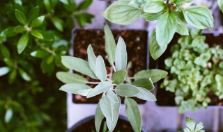 紫玄月的养殖方法和注意事项夏季（玄紫月怎么养）