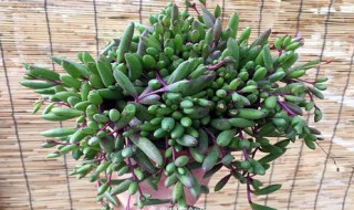 紫玄月移盆注意事项（紫玄月移盆能浇水吗?）