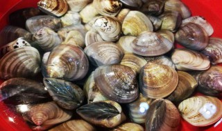 蛤蜊怎么保存方法
