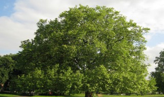 我国的珍稀植物有哪些（中国十大稀有珍贵名树）