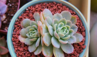 多肉冰莓用什么盆（多肉冰莓用什么盆养）