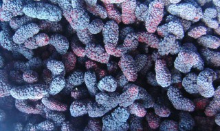 桑葚可以冷冻吗（桑葚可以冷冻吗能放多久）