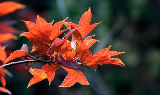 游客观赏红叶前需要做哪些准备(游客观赏红叶前需要做哪些准备事项)