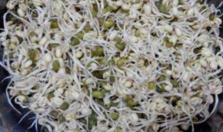 绿豆在水中发芽如何能长得更茁壮 绿豆在水中发芽如何能长得更茁壮呢
