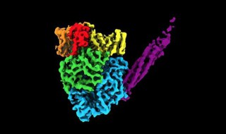 病毒有核糖体吗? 什么生物没有核糖体