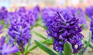 风信子的功效与作用（风信子的功效与作用图片）