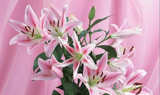 粉色百合花养殖 粉色百合花的花语