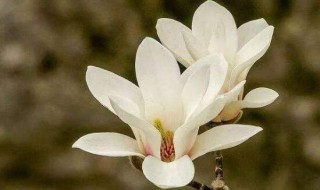 白玉兰可以扦插吗（白玉兰能扦插繁殖方法吗）