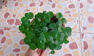 铜钱草冬天会不会冻死