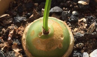 苍角殿怎么养（苍角殿品种）