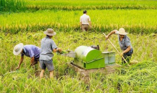 稻谷能存放多久（稻谷存放多久会长虫）