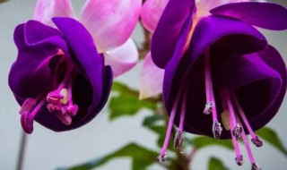 倒挂金钟几月份扦插（倒挂金钟几月份扦插合适）